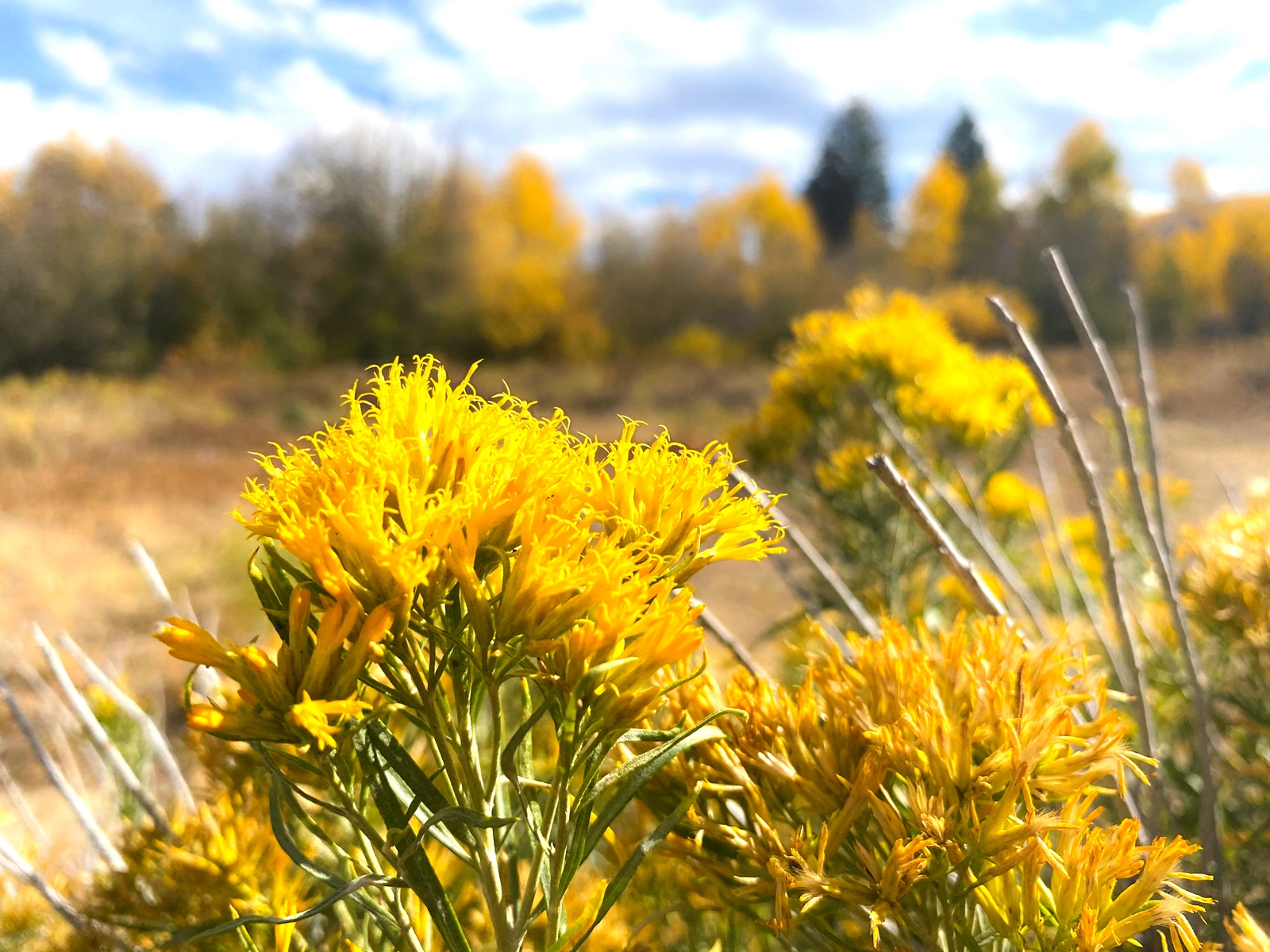 Native Utah flowers