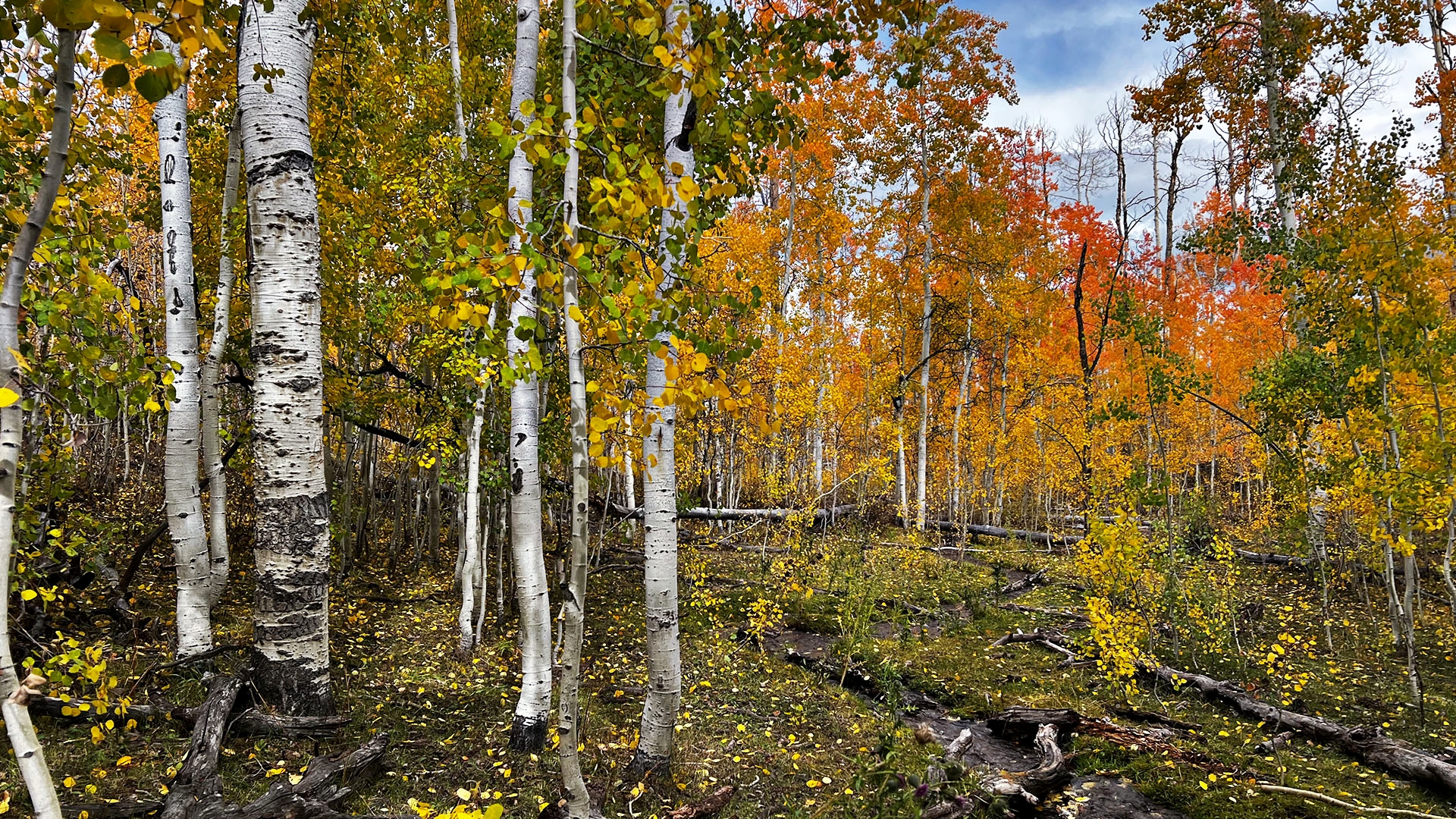 Utah Forest